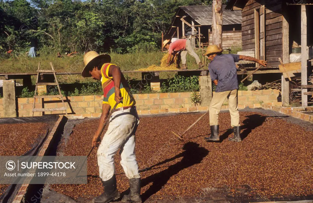 DRYING PEPPERS, BRAZIL. Amazon. Tome-Acu, vicinity Paragominas. . A Japanese agro-forestry farm carved out of the forest 40 years ago. A very successful example of sustainable farming in the Amazon. 