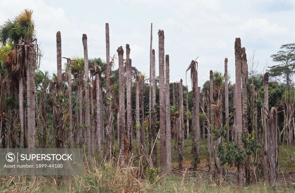 AMAZON, BRAZIL. Diseased palm trees affected by a virus which causes the tree to rot. . 