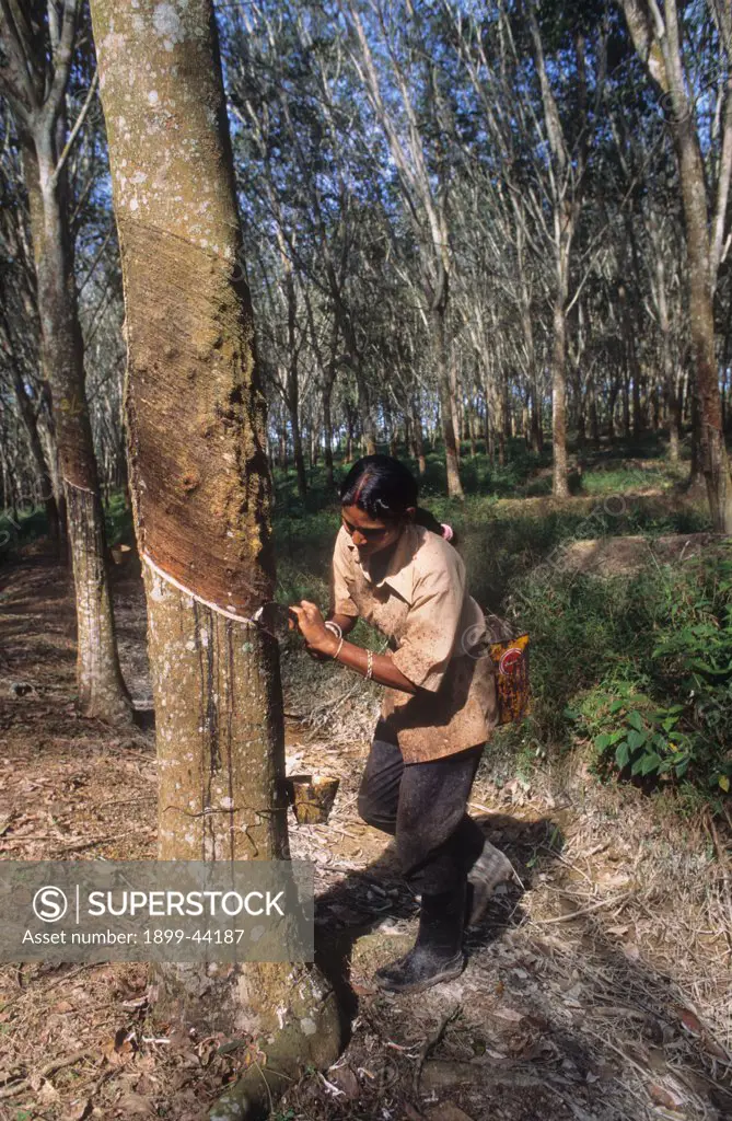 RUBBER PLANTATIONS, MALAYSIA. Golden Hope Rubber plantations. Tapping rubber trees to obtain latex. . 