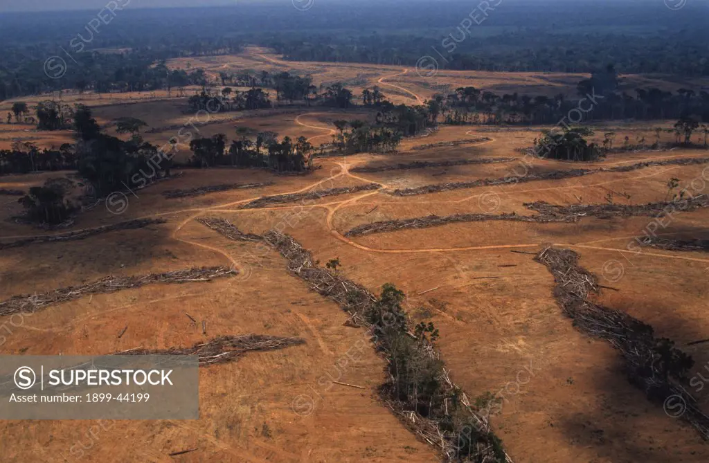 DEFORESTATION, BRAZIL. Amazon, vicinity Rio Branco. Rainforest cut down to clear land to grow sugar cane on. . This is processed into alcohol and used as an alternative to petrol for cars. 
