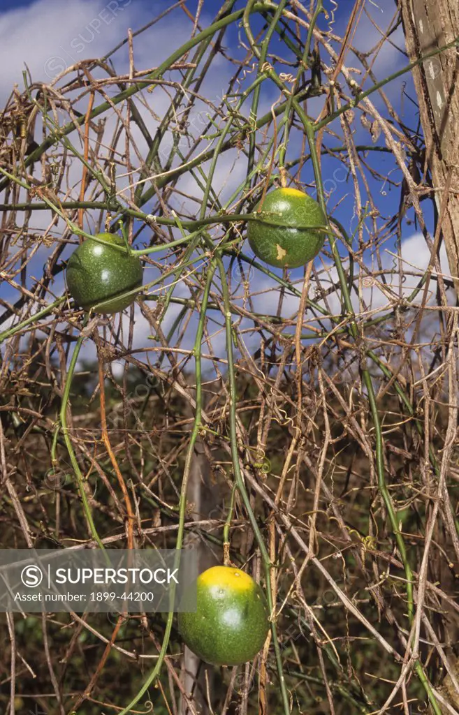 PASSION FRUIT, BRAZIL. Amazon. Abandoned cattle ranch land is usually left unused. In some places peasant farmers have settled and successfully grown tree fruit crops. . 