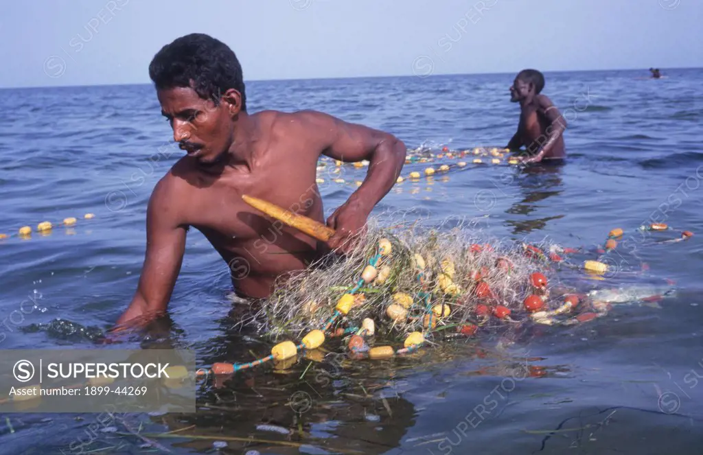FISHERMEN, MAURITANIA. Banc dArguin National Park. Imaraguen ethnic fishermen compete with illegal trawlers for golden mullet. . WWF are teaching them sustainable fishing practise. 