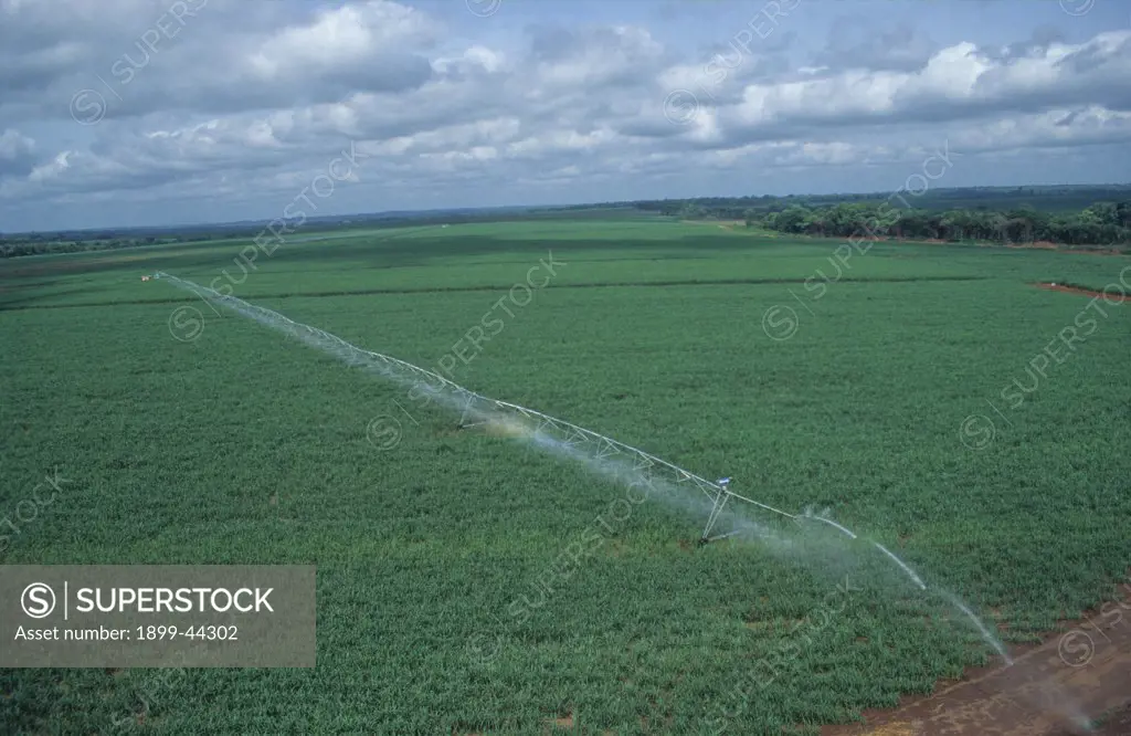 AGRICULTURE, IVORY COAST. Vicinity Odienne. Large scale irrigated sugar plantation. . 