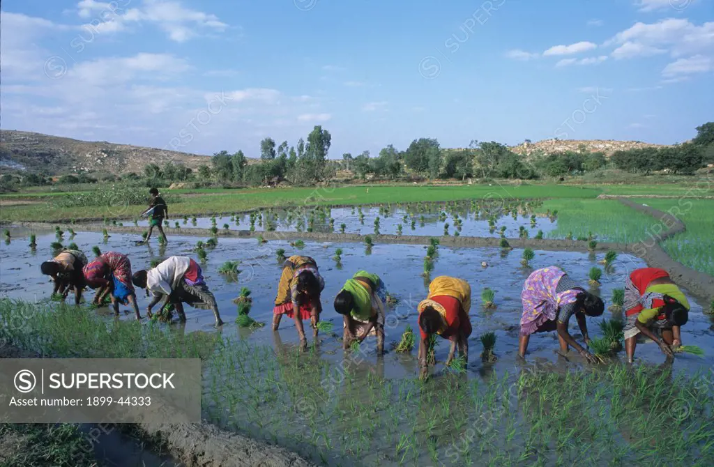 AGRICULTURE, INDIA. Rishi Valley. Planting rice seedlings. . 