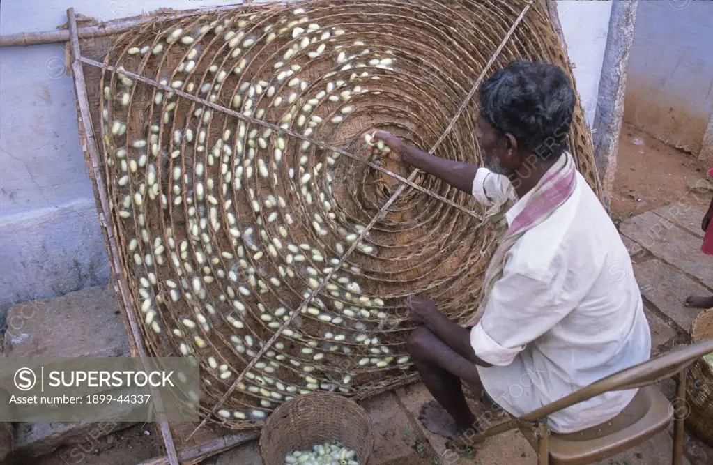 SILK, INDIA. Rishi Valley. Villager examining silk worms. . 