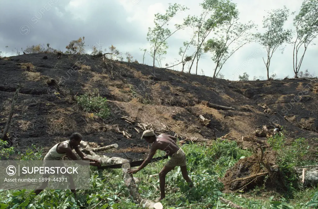 DEFORESTATION, SRI LANKA. Cutting down unproductive rubber trees. . 