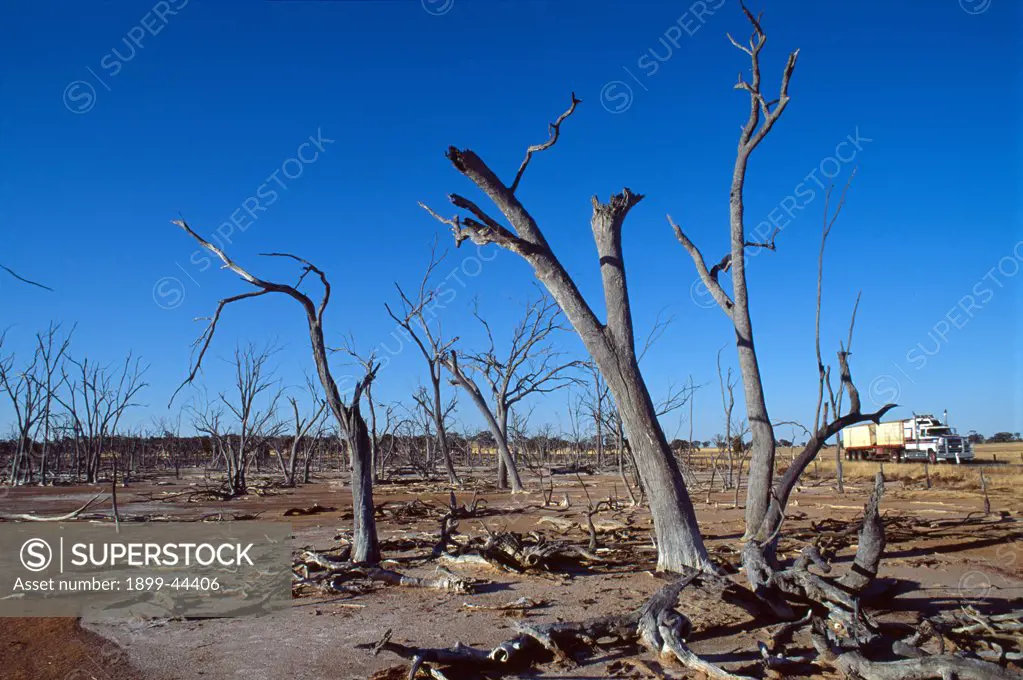 AUSTRALIA. Western Australia, vicinity Perth. Enormous amounts of salt lie in Australias inland soils. . When forest are cleared and land turned into pasture or used to grow annual crops, the water table rises to the surface bringing salt with it. This is because trees pump more water out of the soil than wheat or grass. This land is prone to erosion. Its estimated that for every kilo of bread produced in Australia, seven kilos of top soil are lost forever. 