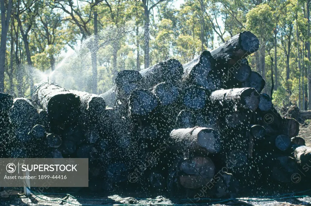 AUSTRALIA, Vicinity Perth. Jarrah logs at Bunnings sawmill being sprayed with water to prevent splitting. . This hard wood has been used to pave roads (in Covent Garden, London for example) and to make railway sleepers all over the world. In Africa they are stolen from the tracks and turned into carvings and exported. 