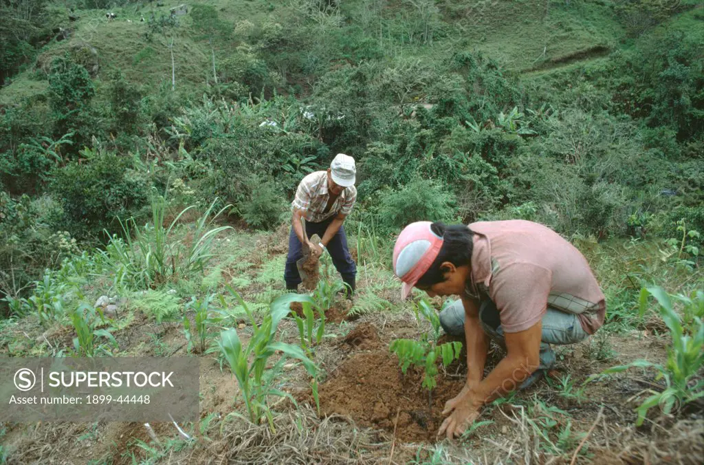 AMAZON - PERU. Reforestation. This area has been heavily logged by a timber company who, under pressure from environmentalists, have decided to plant native trees. . There is very little reforestation being done in the Amazon region. 
