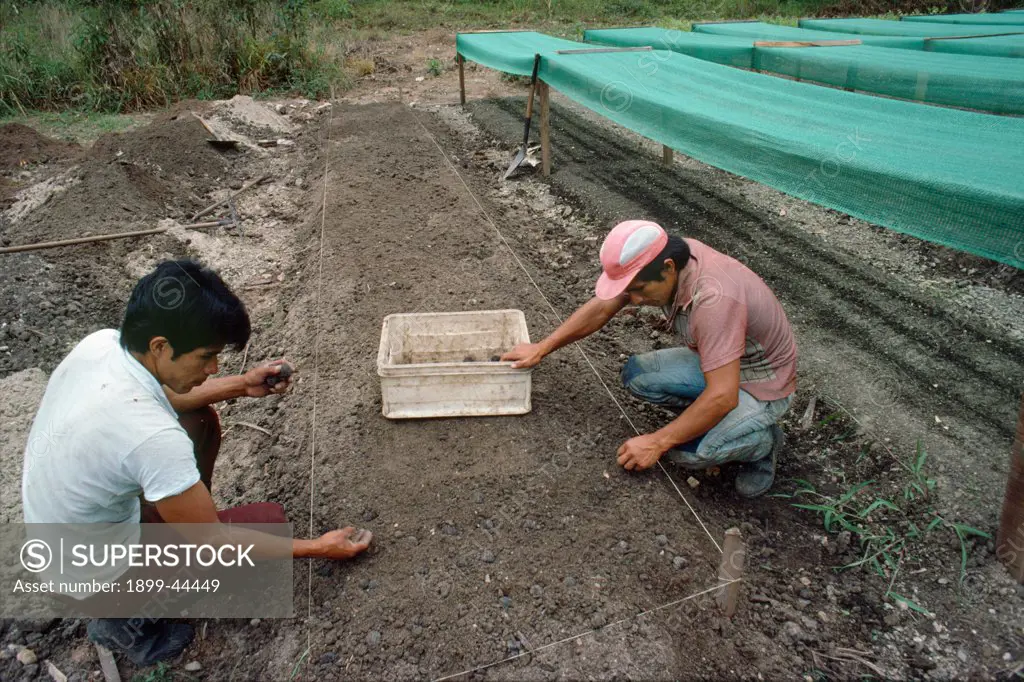 AMAZON - PERU, vicinity Satipo. Reforestation. A tree nursery set up by a logging company who have begun one of the few reforestation programmes in the Amazon. . 