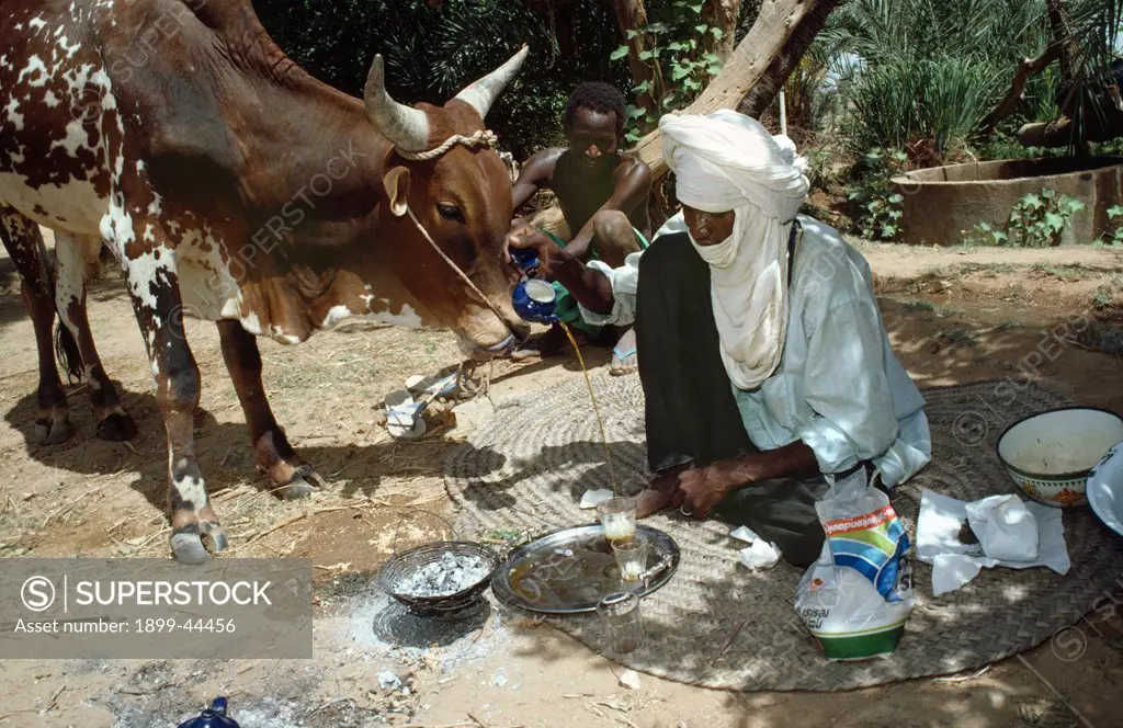HOMELIFE, NIGER (West Africa). Tahoua village. Cattle herder making himself a pot of tea. The fire is made by rubbing sticks together. . 