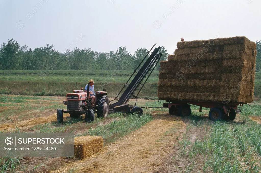 ITALY, Po Delta. Straw Bailing. Modern irrigation systems help farmers in the Po valley to produce some of the Worlds highest yields per hectare. . Water taken from the Po for farming has rocketed to 18 billion cubic meters a year, about 36% of all water consumption in Italy. 