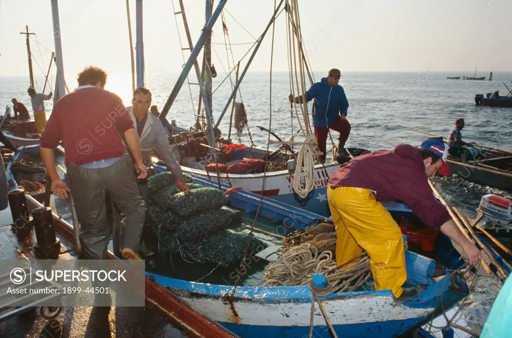 ITALY, Po Delta. Goro, vicinity Ferrara. Harvesting mussels. First introduced in 1986. . An Asiatic species of mussel (Tapes semidecussatus) has become the main source of income for many local people. 