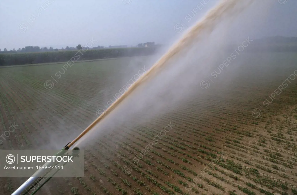 ITALY, Po Delta. Saluzzo, vicinity Cuneo. Modern irrigation systems help farmers in the Po valley to produce some of the Worlds highest yields per hectare. . Water taken from the Po for farming has rocketed to 18 billion cubic meters a year, about 36% of all water consumption in Italy. 