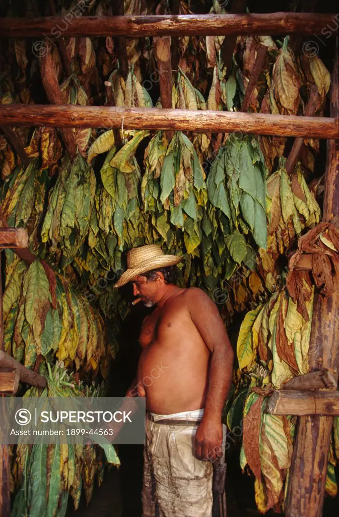 CUBA - CURING TOBACCO, Vinales. Tobacco grower inspecting his crop, which will be used to make cigars. . 