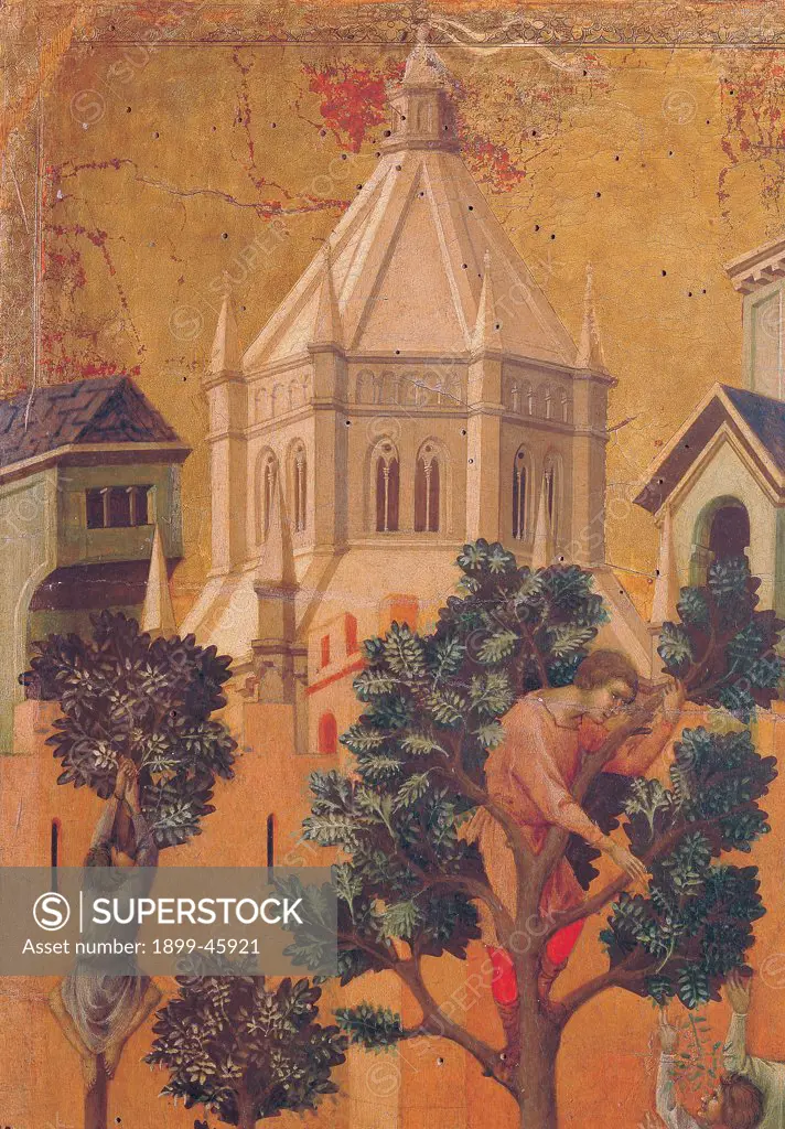 The Maesta, front, by Duccio di Buoninsegna, 1308 - 1311, 14th Century, tempera on panel. Italy: Tuscany: Siena: Cathedral. Verso, lower fascia, first panel. Entry into Jerusalem, detail. Two men, climbed trees, plucking branches. The city rising in the gold background