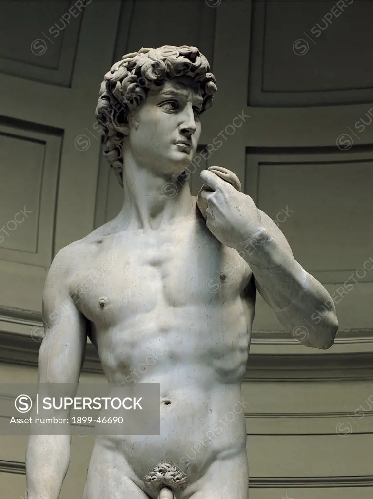 David, by Buonarroti Michelangelo, 1501 - 1504, 16th Century, full relief marble. Italy: Tuscany: Florence: Accademia Gallery. David male nude Detail. Trunk body marble statue