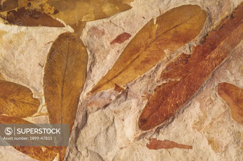 Fossilized Glossopteris leaves. Glossopteris brownian. Permian Period, 245 to 286 million years ago. Dunedoo, New South Wales, Australia.  (Specimen courtesy of Terry Manning, Leicester, England, UK).