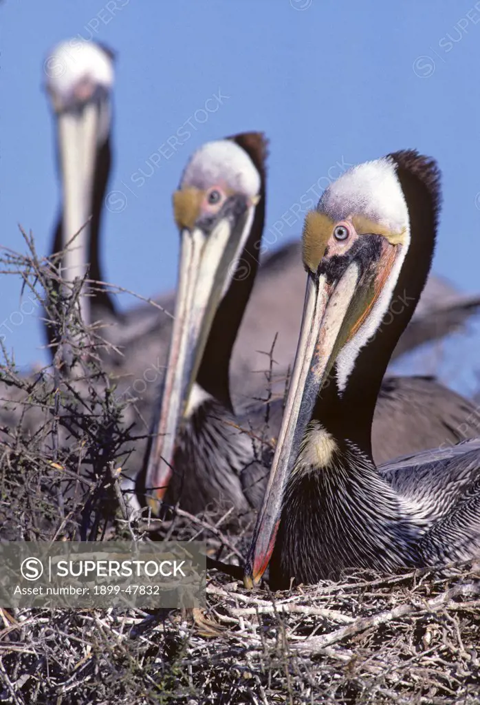 Three nesting brown pelicans. Pelecanus occidentalis californicus. Vizcaino subdivision of the Sonoran Desert. Island within San Ignacio Lagoon, Pacific coast of Baja California Sur, Mexico.