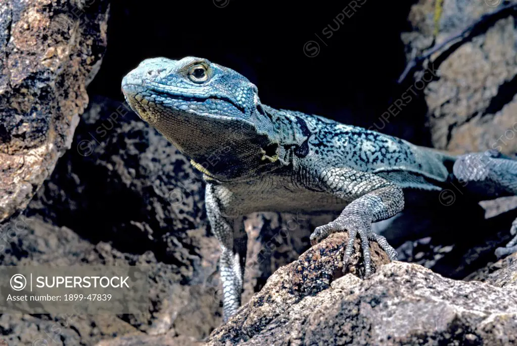 Baja rock lizard (also known as the San Lucan rock lizard). Petrosaurus thalassinus. Native to the Sonoran Desert and endemic to the Cape Region of Baja California, Mexico. Photographed in captivity, Tucson, Arizona, USA. Photographed under controlled conditions