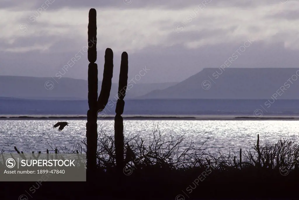 Sonoran Desert scenery from island within San Ignacio Lagoon, showing an osprey and cardon cactus in silhouette. Pachycereus pringlei. Pacific coast, Baja California, Mexico.
