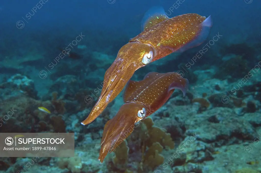 Two Caribbean reef squids with tentacles extended. Sepioteuthis sepioidea. Curacao, Netherlands Antilles