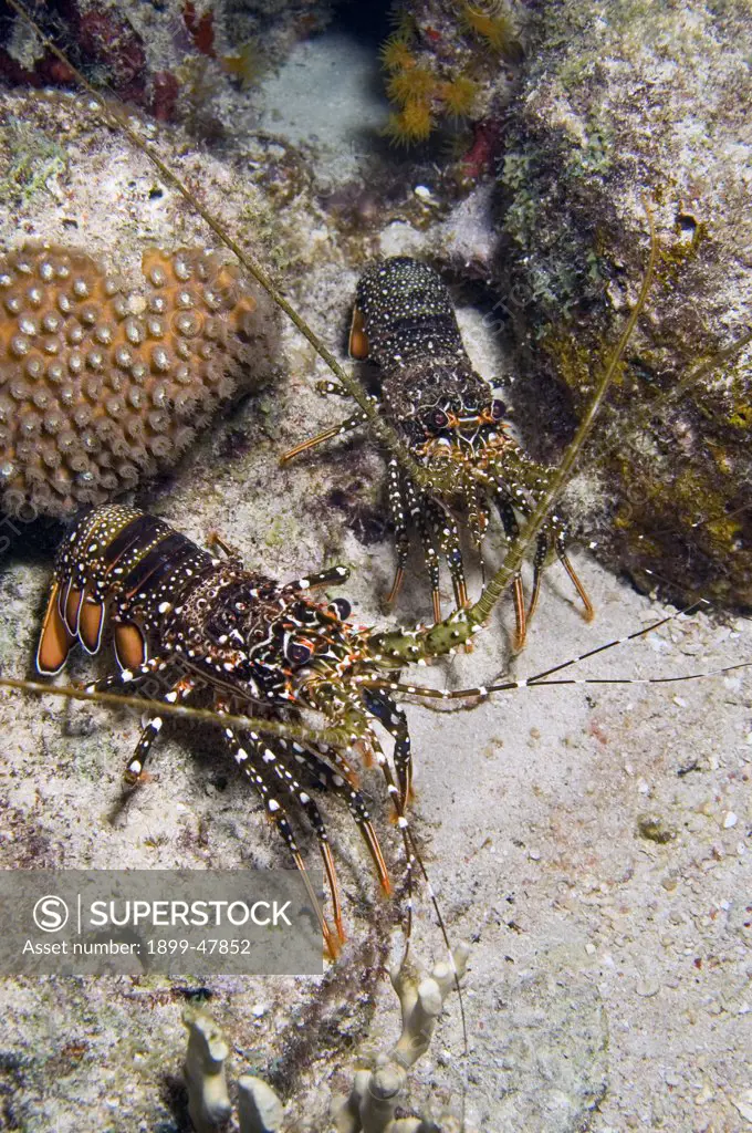 Two spotted spiny lobsters. Panulirus guttatus. Curacao, Netherlands Antilles
