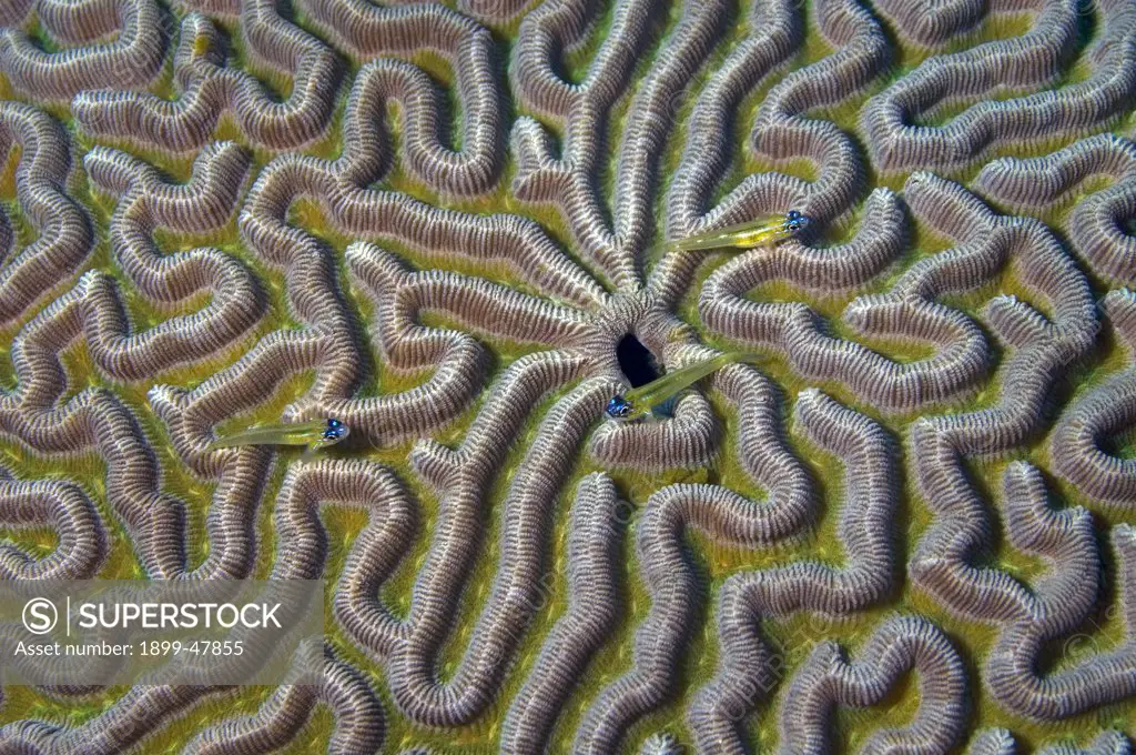 Three peppermint gobies on brain coral. Coryphopterus lipemes. Hole shown in center is their burrow. Curacao, Netherlands Antilles