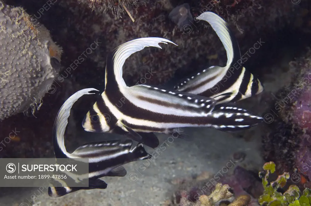 Three juvenile spotted drums swimming together in a little cave. Equetus punctatus. Curacao, Netherlands Antilles
