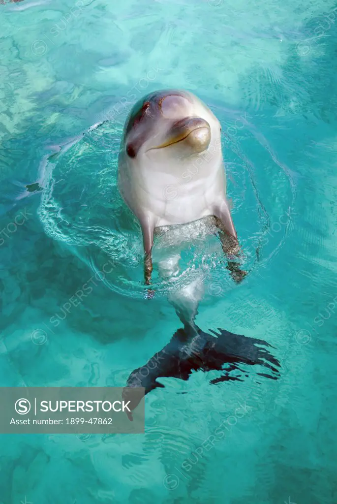 Female bottlenose dolphin, six months old. Tursiops truncatus. Baby Li-Na. Dolphin Academy, Seaquarium, Curacao, Netherlands Antilles, controlled environment.. Digital Photo (vertical). .