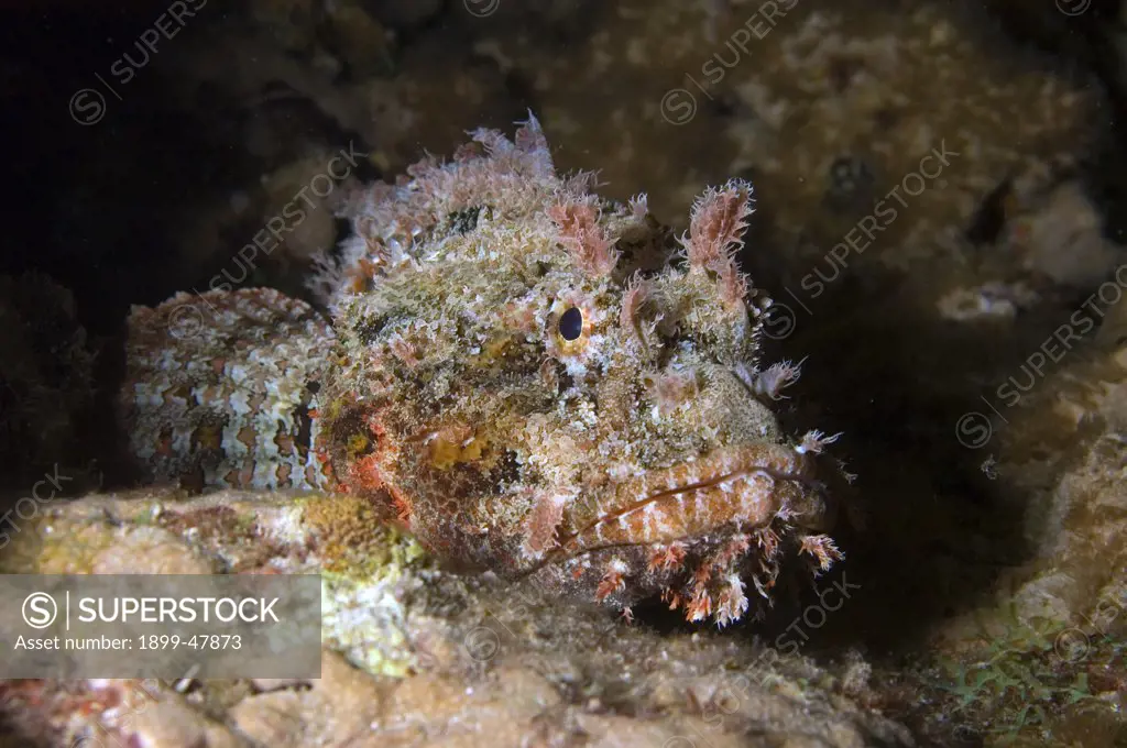 Face shot of spotted scorpionfish on night dive. Scorpaena plumieri. Curacao, Netherlands Antilles