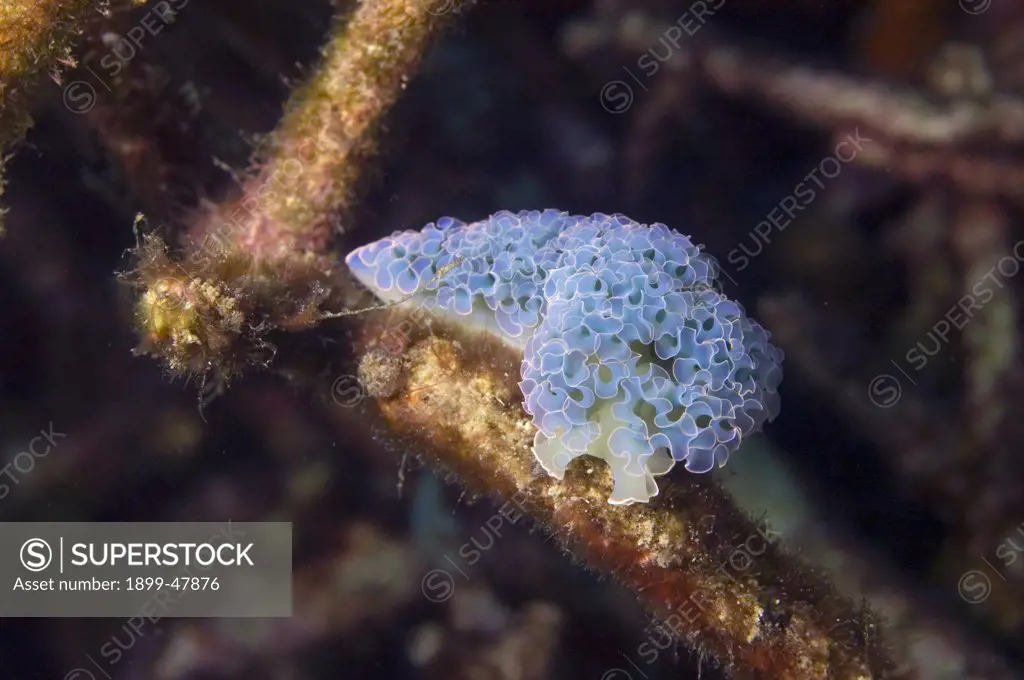 Lettuce sea slug. Elysia crispata (formerly genus Tridachia). Blue is uncommon color. Curacao, Netherlands Antilles
