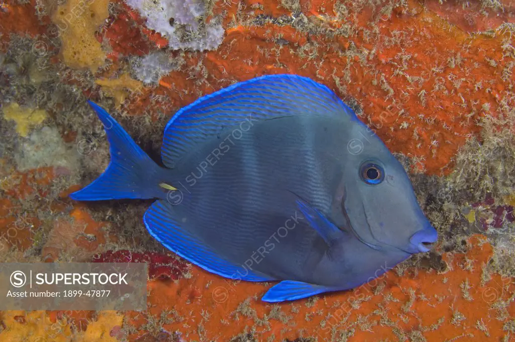 Blue tang. Acanthurus coeruleus. Curacao, Netherlands Antilles