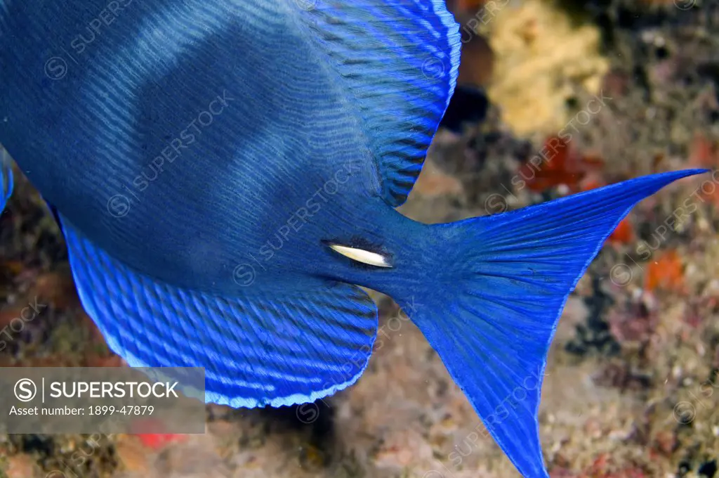 Close up view of yellow spine on base of tail. Acanthurus coeruleus. Curacao, Netherlands Antilles