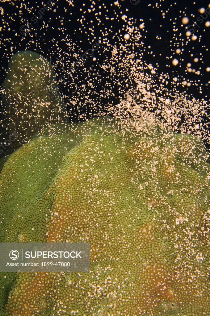 Boulder star mass coral spawning. Montastraea annularis faviidae. Spawning occurs in September and October. Curacao, Netherlands Antilles