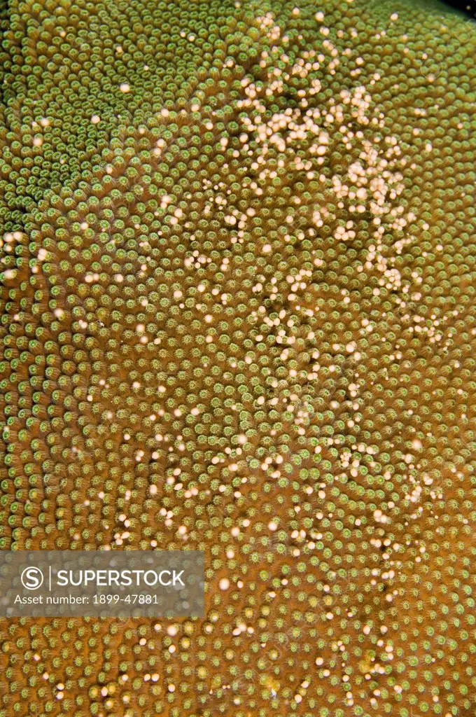 Boulder star coral spawning. Montastraea annularis. Spawning occurs in September and October. Curacao, Netherlands Antilles