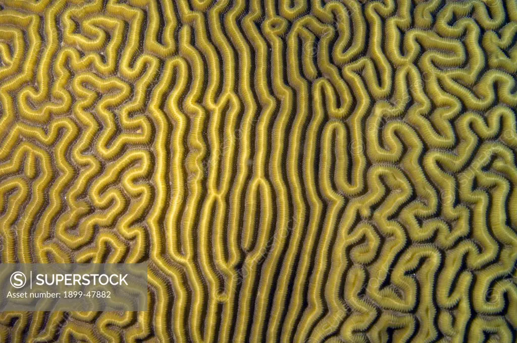 Close up view of grooved brain coral with varying pattern. Diploria labyrinthiformis. Curacao, Netherlands Antilles