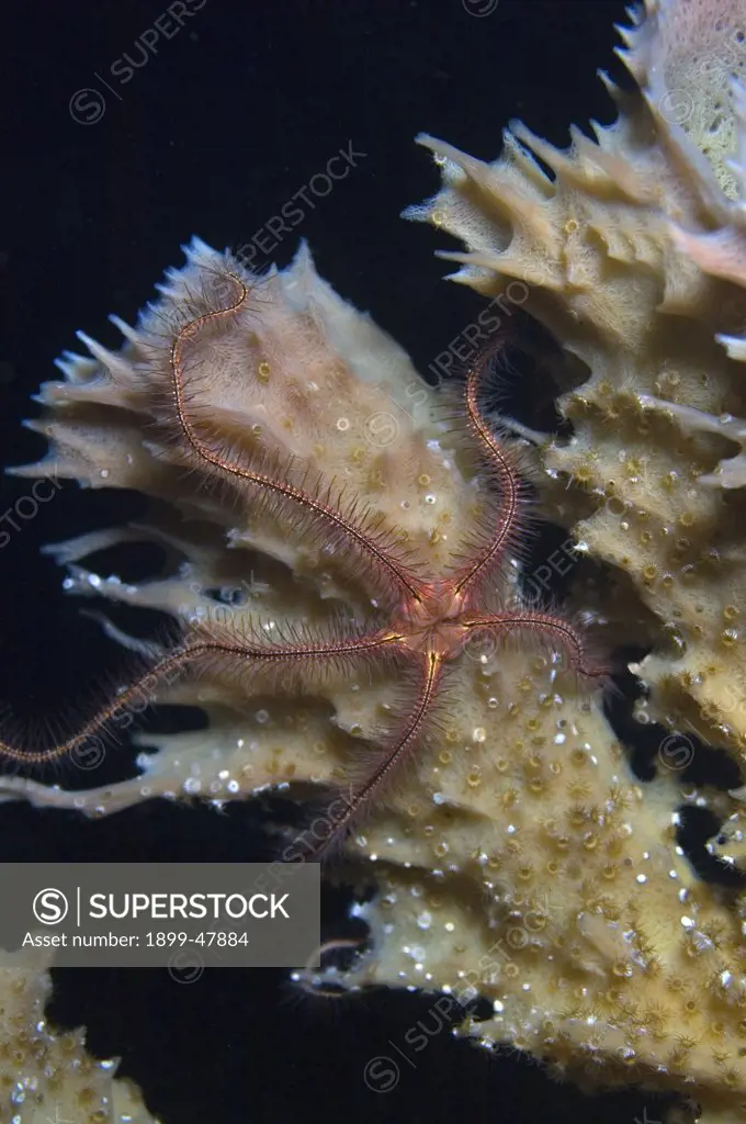 Sponge brittle star on branching vase sponge. Ophiothrix suensonii. Sponge: Callyspongia vaginalis. Curacao, Netherlands Antilles