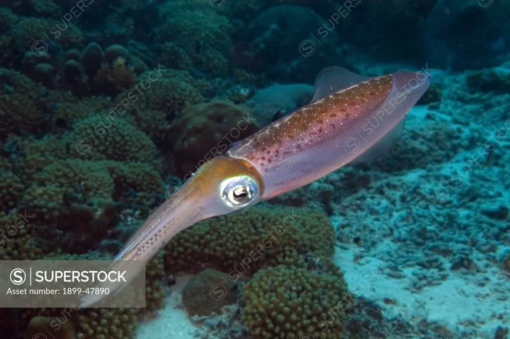 Caribbean reef squid. Sepioteuthis sepioidea. Curacao, Netherlands Antilles