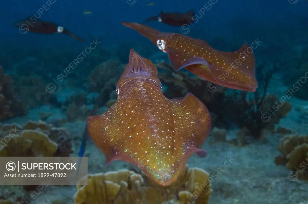 Social group of Caribbean reef squids. Sepioteuthis sepioidea. Enter Description Here Curacao, Netherlands Antilles