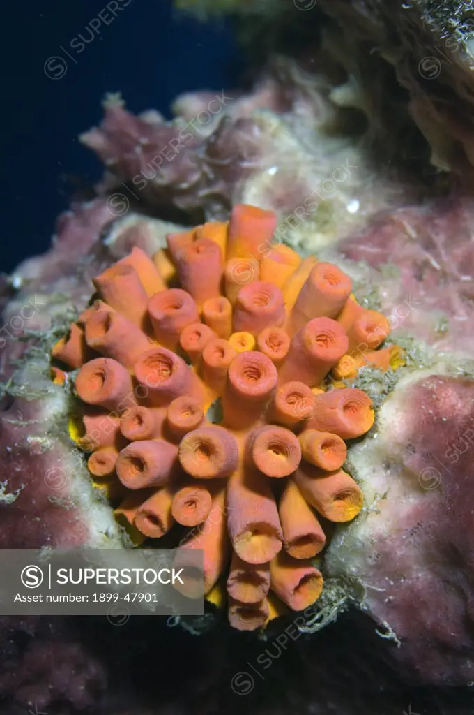 Unopened orange cup coral. Tubastraea coccinea. Orange cup coral is believed to be the only species of stony coral introduced to the western Atlantic. Curacao, Netherlands Antilles