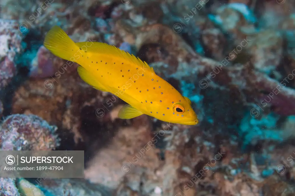 Golden variation coney. Cephalopholis fulva; also known as Ephinepelus fulva. Curacao, Netherlands Antilles