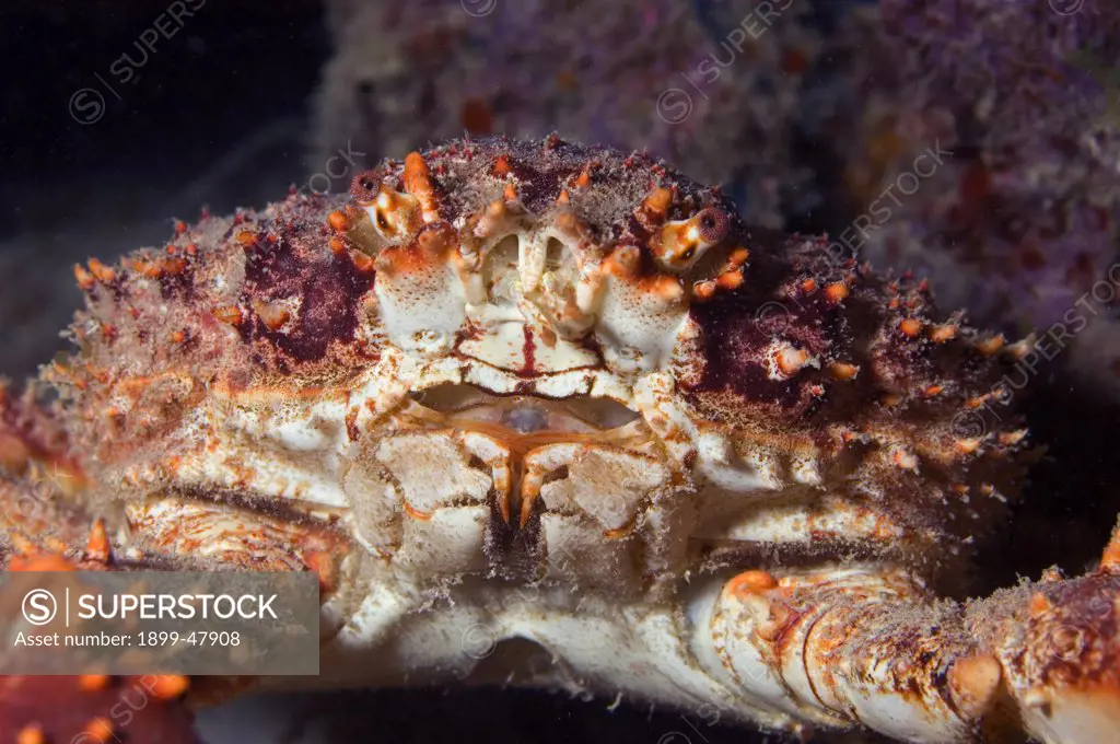 Close-up of the face of a channel clinging crab. Mithrax spinosissimus. Curacao, Netherlands Antilles