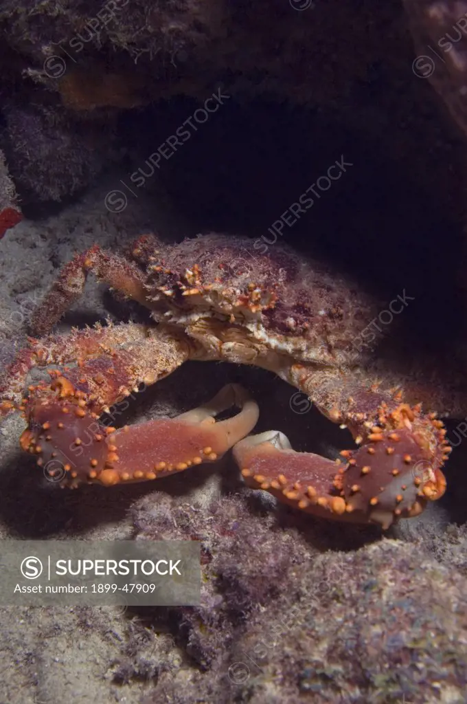 Channel clinging crab. Mithrax spinosissimus. Curacao, Netherlands Antilles