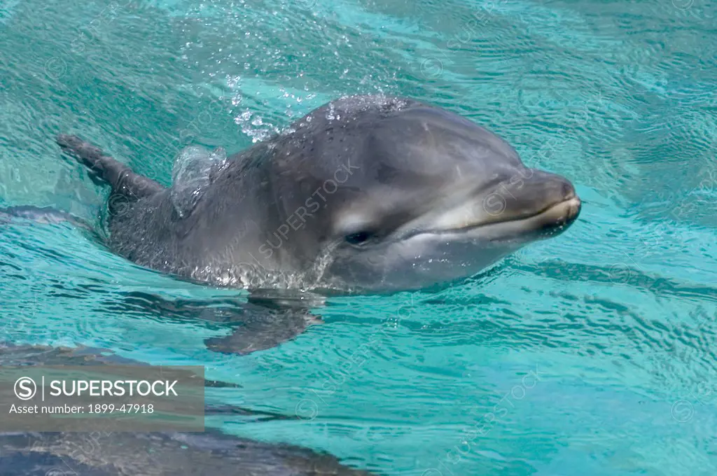 Newborn bottlenose dolphin calf, female, on the day she was born. Tursiops truncatus. Newborn baby Li-na, just minutes after birth. Dolphin Academy, Seaquarium, Curacao, Netherlands Antilles. controlled environment.. Digital Photo (horizontal). .