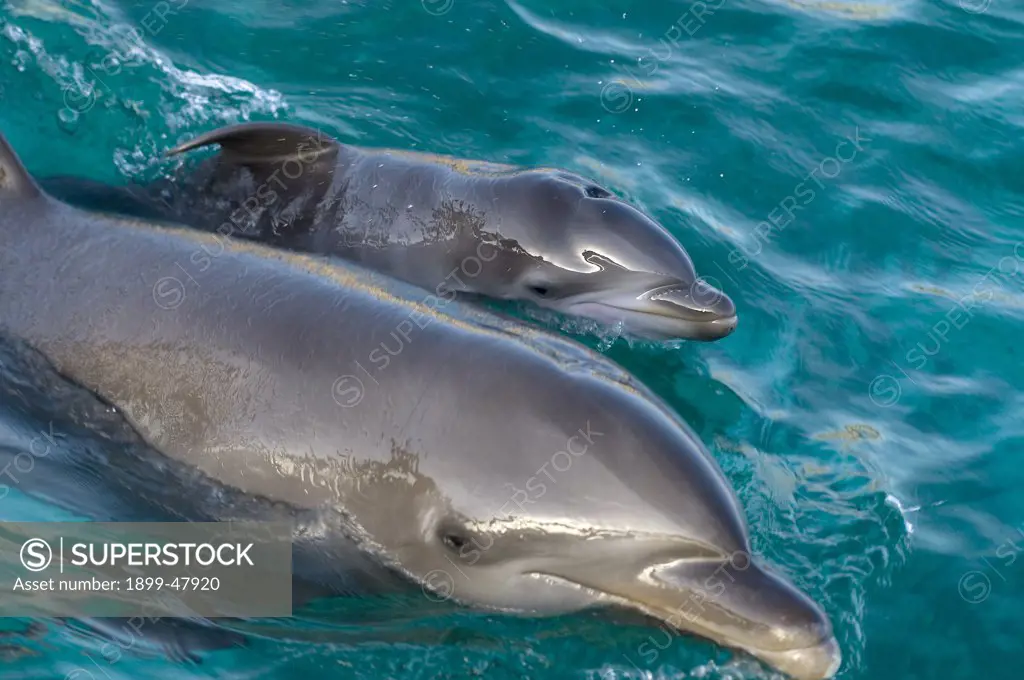 Newborn bottlenose dolphin and mother. Tursiops truncatus. DeeDee and baby Li-na, note vertical lines (fetal folds) and floppy dorsal fin. Dolphin Academy, Seaquarium, Curacao, Netherlands Antilles. controlled environment.. Digital Photo (horizontal). .