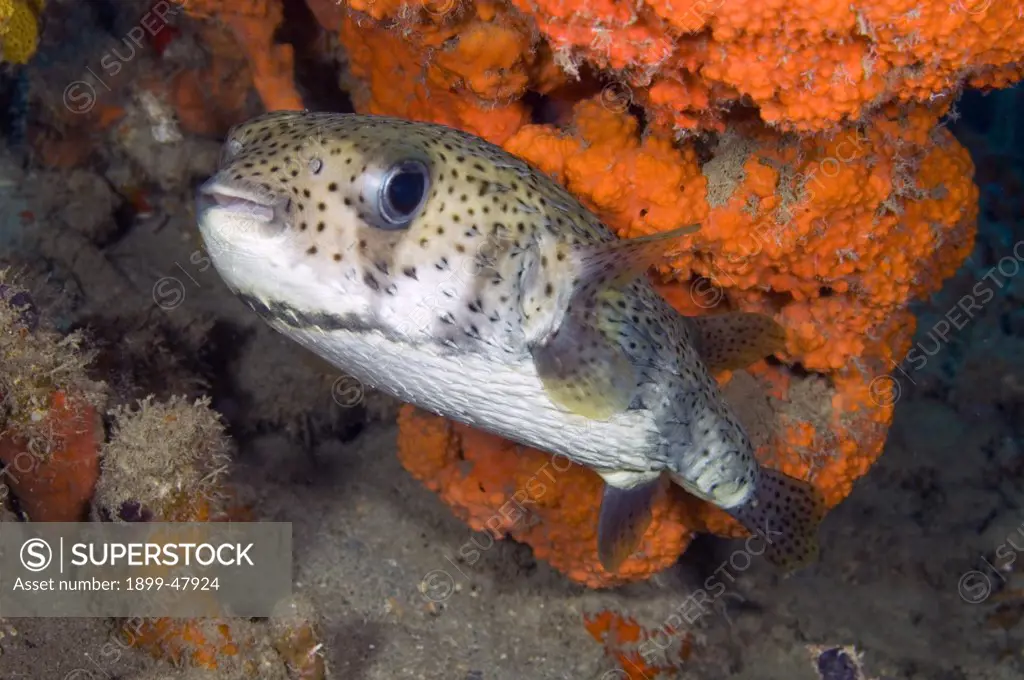 Porcupinefish. Diodon hystrix. Curacao, Netherlands Antilles