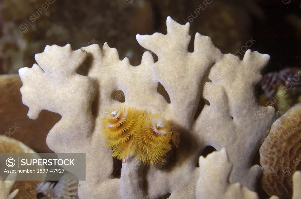 Blade fire coral with yellow Christmas tree worm. Millepora complanata. Worm: Spirobranchus giganteus. Curacao, Netherlands Antilles
