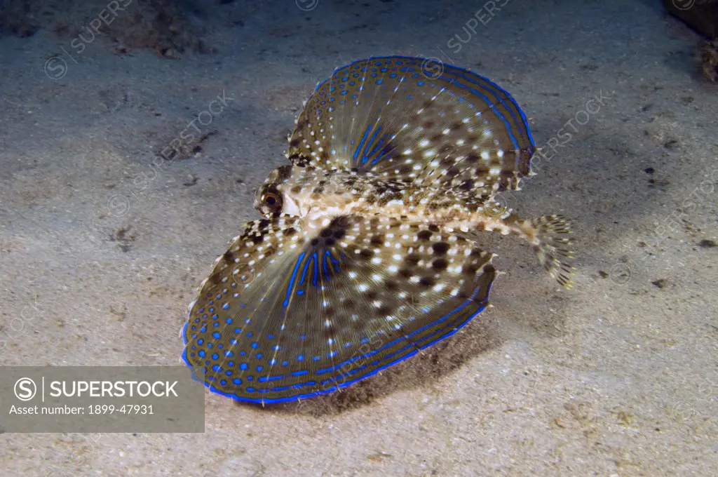 Flying gurnard with wings fully extended. Dactylopterus volitans. Curacao, Netherlands Antilles
