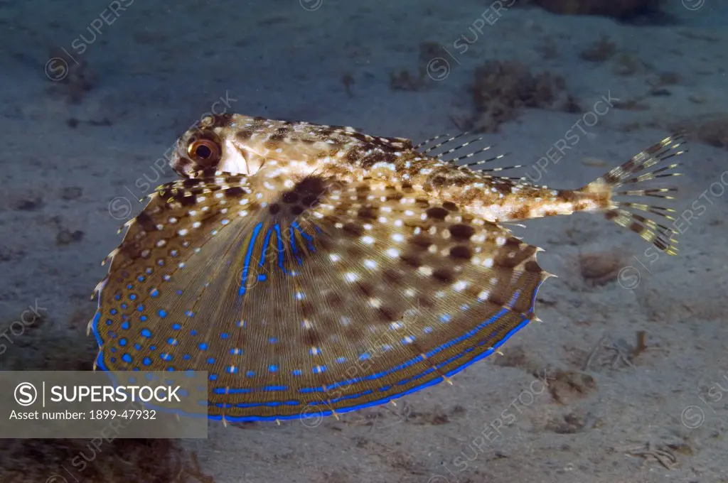 Side view of flying gurnard with wings fully opened. Dactylopterus volitans. Curacao, Netherlands Antilles